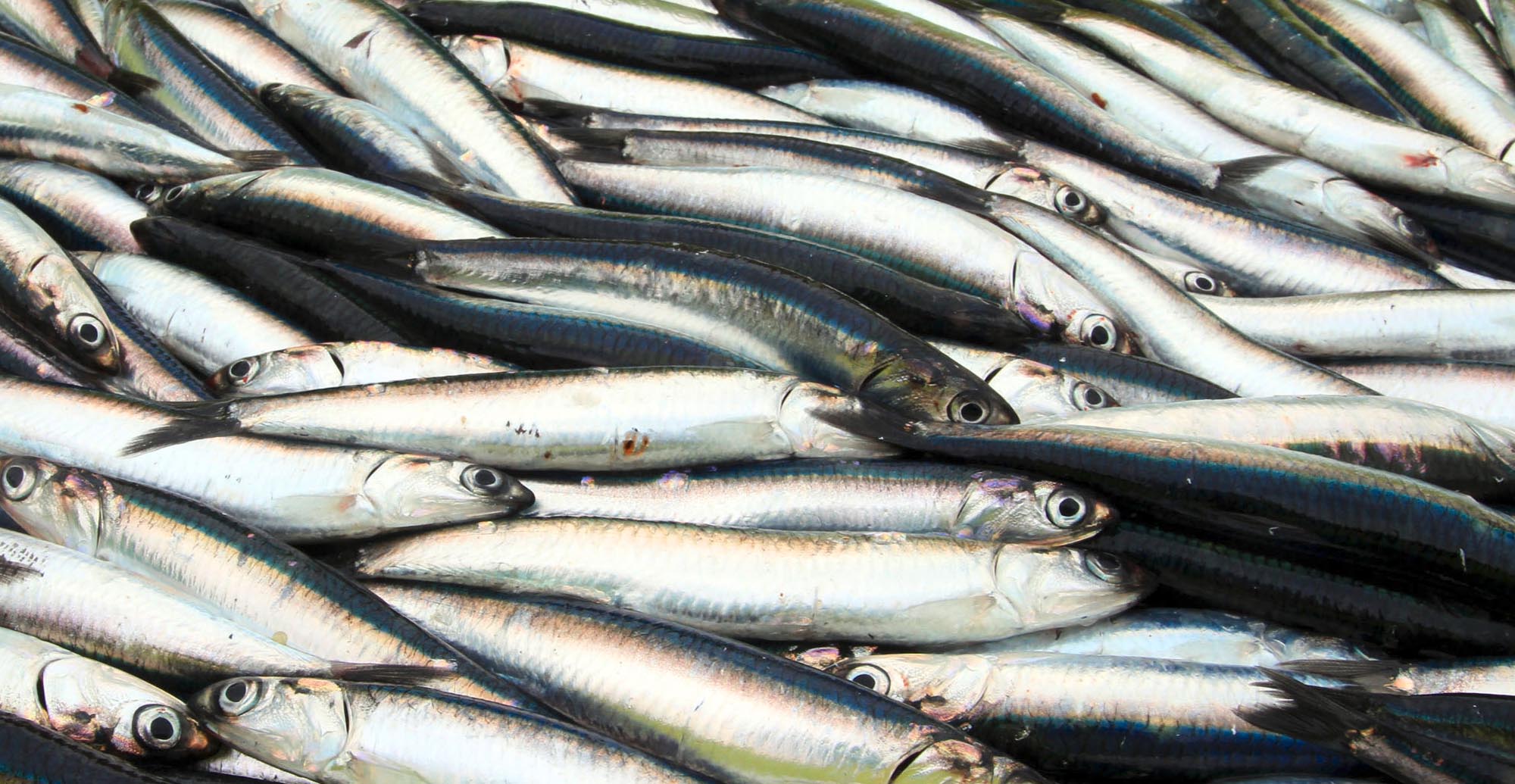tienda-anchoas-del-cantabrico